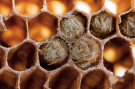 Каждому рязанскому пчеловоду необходимо принять меры по борьбе с клещом